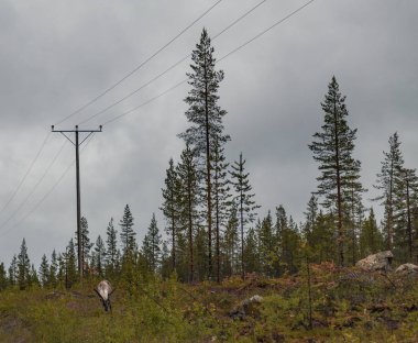 Lapland Finland, Ren geyiği forrest huysuz bir gün içinde