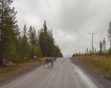Lapland Finland, huysuz bir günde yol geçtikten yalnız Ren geyiği