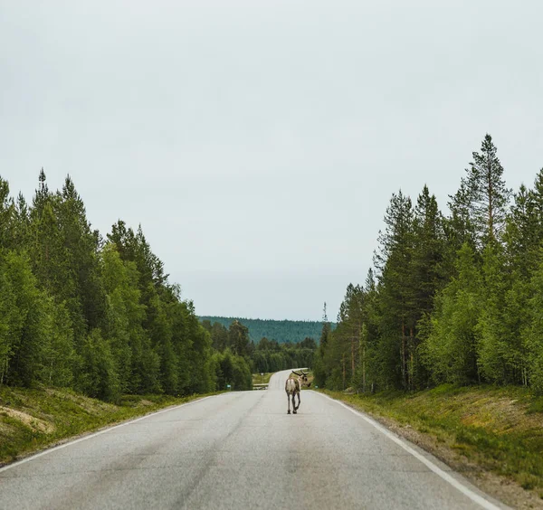 Лапландія Фінляндії Один Самотній Олень Ходьба Дорозі — стокове фото