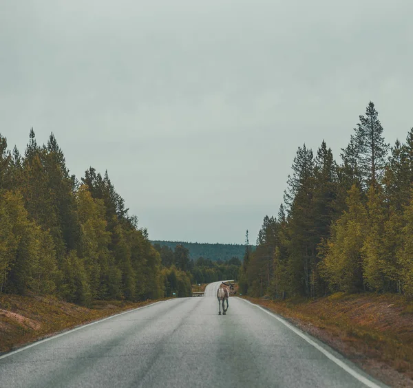 Lapônia Finlândia Uma Rena Solitária Andando Estrada — Fotografia de Stock