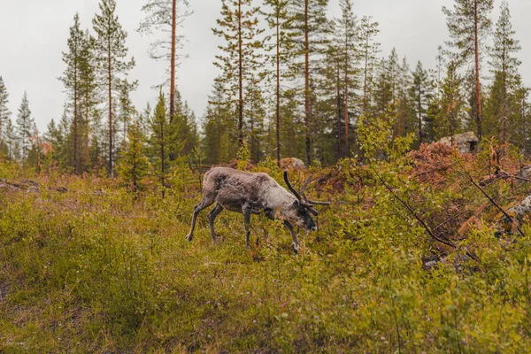 Laponia Finlandia Renos Bosque Día Mal Humor —  Fotos de Stock