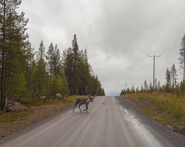 Lapland Finland, huysuz bir günde yol geçtikten yalnız Ren geyiği