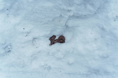 Yol kenarında karda köpek kakası