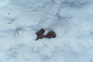 Yol kenarında karda köpek kakası