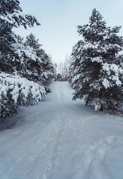 Camino en los bosques con grandes cantidades de nieve en los árboles — Foto de Stock
