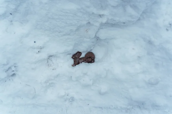 Cacca di cane nella neve sul ciglio della strada — Foto Stock