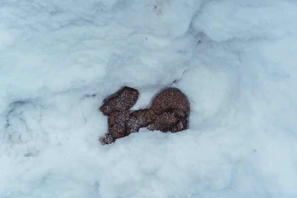Pies poop w śniegu na boku drogi — Zdjęcie stockowe