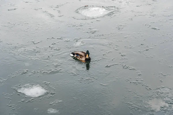 Самотня качка плаває на холодній зимовій воді з льодом — стокове фото