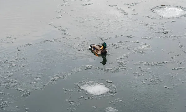 Magányos kacsa úszás a hideg téli vízben jéggel — Stock Fotó
