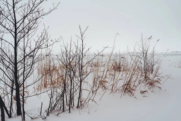 Вид з узбережжя в зимовий день з поганою видимістю з соломинками на передньому плані — стокове фото
