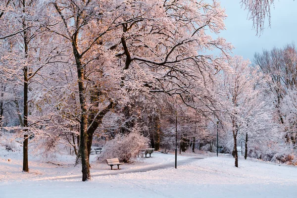 Bir parkta ağaç başında bir karlı kış gününde İsveç'in Stokholm parlayan güneş