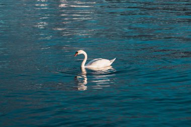 Stockholm İsveç dışında sularda yüzen kuğu