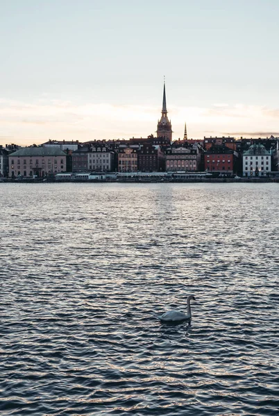 Swan med gamla stan i Stockholm i bakgrunden i solnedgång, Sverige — Stockfoto