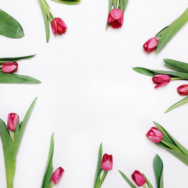 .macarun ile pembe arka plan üzerinde pembe laleler