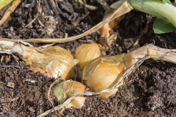 bir mutfak yatakta olgun soğan