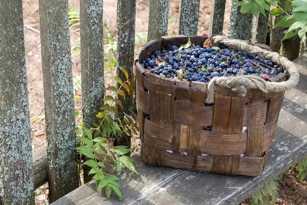 Çitin yanında bankta sepet yaban mersini ile olduğunu