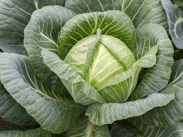 stock image cabbage head close-up