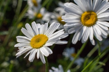 papatya portre üzerinde arka plan bulanık