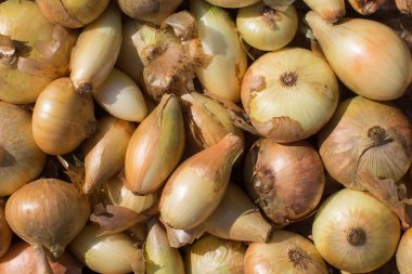 soğan hasat desen kadar kapatın