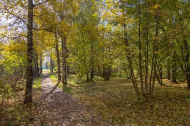 Güz, yolun, düşen yapraklar, renklerin çeşitli parkta görünümünü