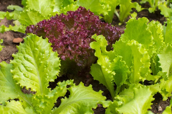 Bahçe Bahçe Yatak taze marul yaprakları