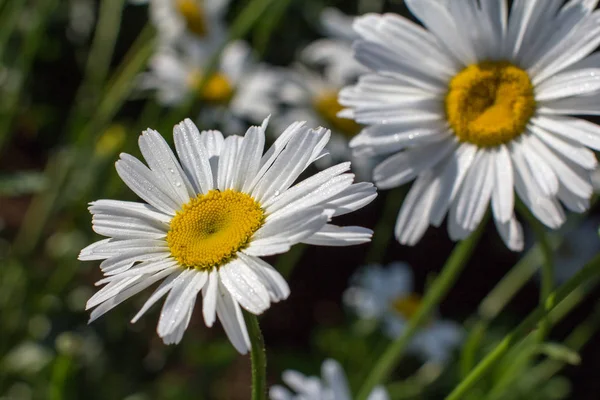 papatya portre üzerinde arka plan bulanık