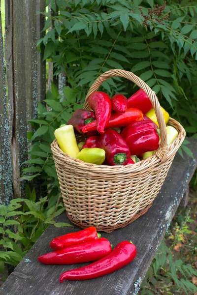 Panier Avec Des Poivrons Est Placé Sur Banc Côté — Photo