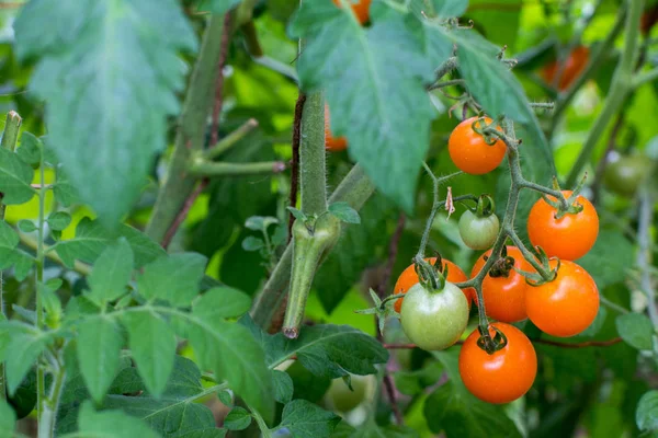 Serada bir demet kiraz domatesi