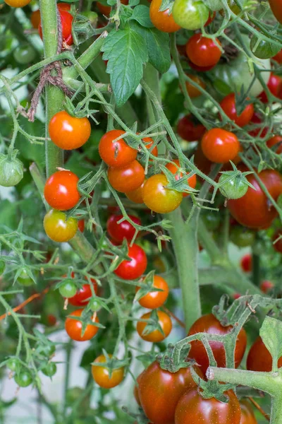 soğan hasat desen kadar kapatın