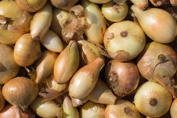 soğan hasat desen kadar kapatın