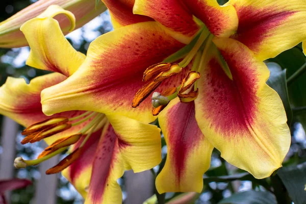 Sarı lilyum yakın çekim