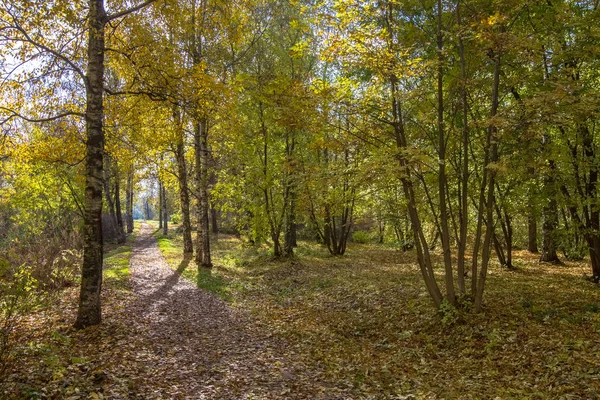 Güz, yolun, düşen yapraklar, renklerin çeşitli parkta görünümünü