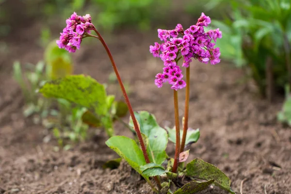 Ανθισμένα Bergenia Στον Κήπο Εικόνα Αρχείου