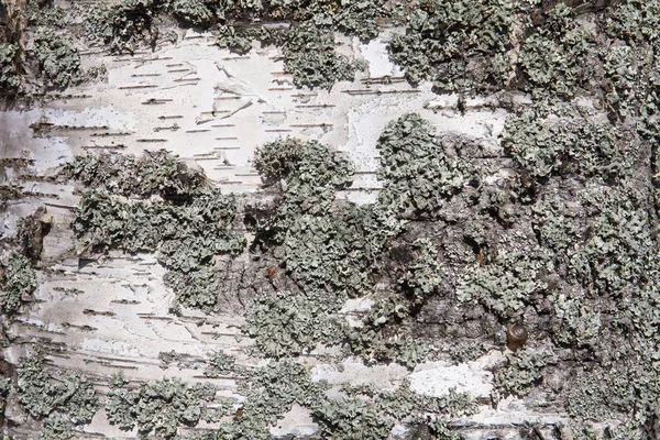 Fragment the bark of the old birch