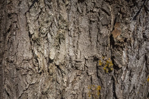 Fragmento Corteza Árbol Viejo — Foto de Stock