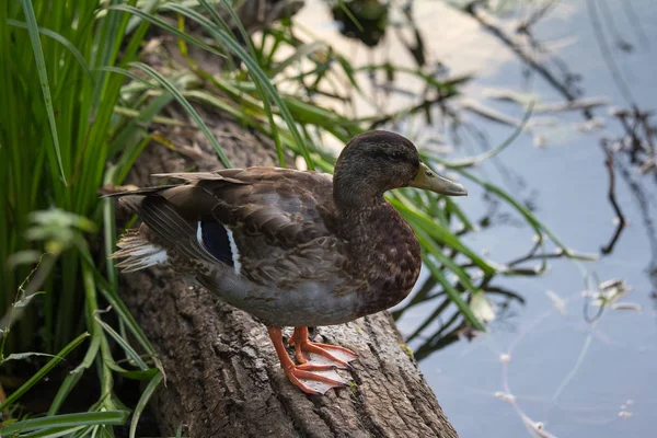 ördek bir ağaç gövdesinde standları havuza düşmüş
