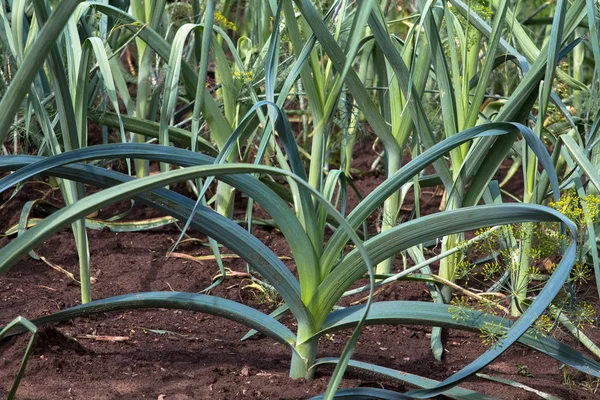ile pırasa bahçe yataklar