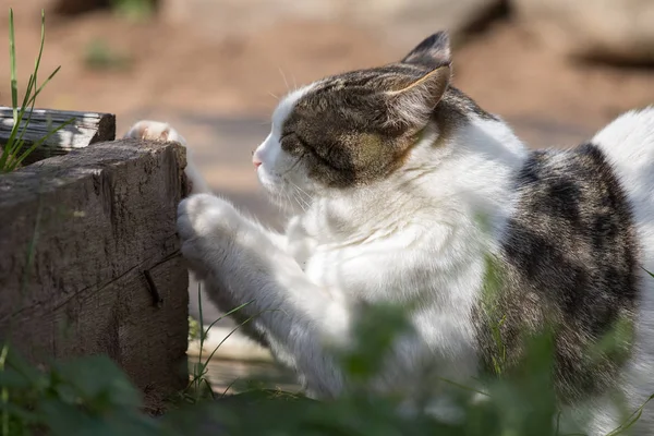 zevk ile bir kedi pençeleri bir ahşap tahta üzerinde keskinleştirir