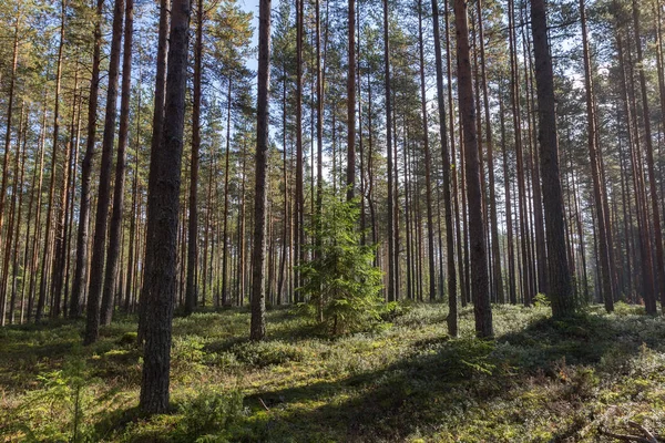 Genç Ladin Çam ağaçları arasında büyür