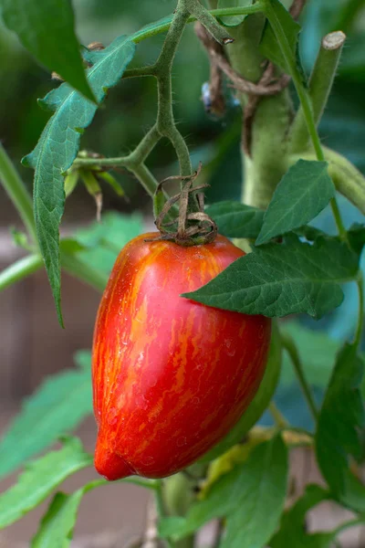 sera içinde alışılmadık şekli Ripe domates