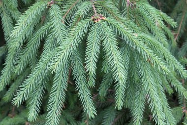 Mavi Ladin dalları, Noel tasarım için büyük arka plan