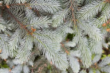Mavi Ladin dalları, Noel tasarımı için güzel arka plan