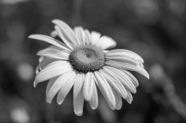 çiçek dekoratif daisy portre