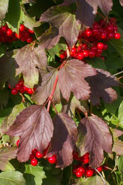 Bordo yapraklar arasında kırmızı kartopu çilek