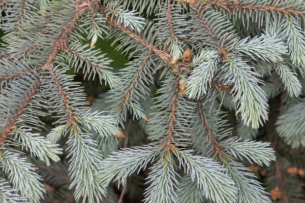 Mavi Ladin dalları, Noel tasarımı için güzel arka plan