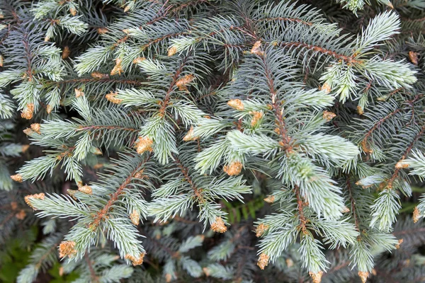 Mavi Ladin dalları, Noel tasarımı için güzel arka plan