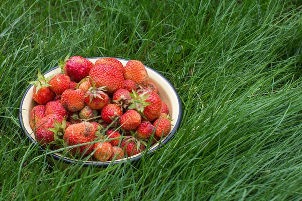 bir kase çim taze hasat olgun çilek