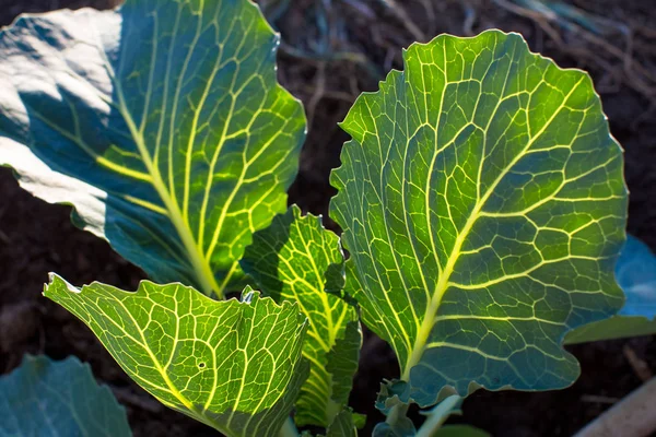 arkadan aydınlatmalı lahana genç yapraklar