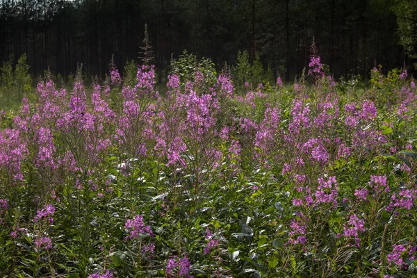 söğüt-çay th önünde bir açıklıkta parlak mor çiçekler