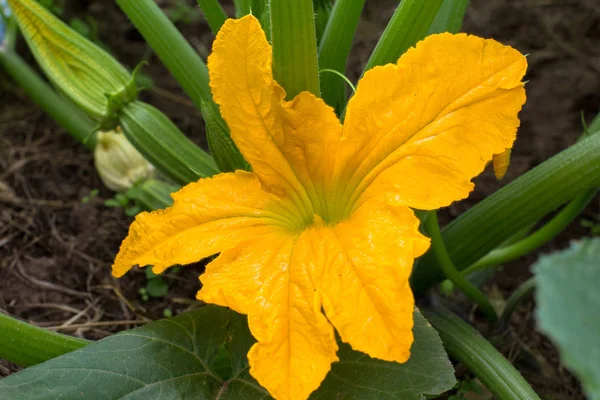 bahçede çiçek kabak yakın çekim